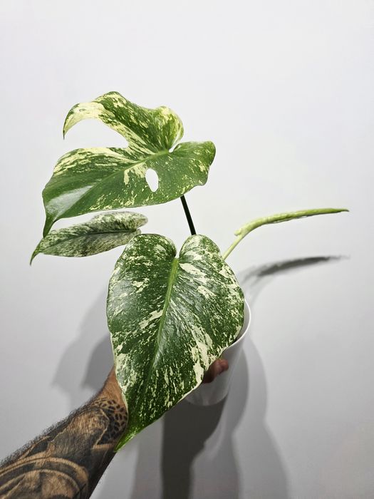 Monstera Deliciosa Mint