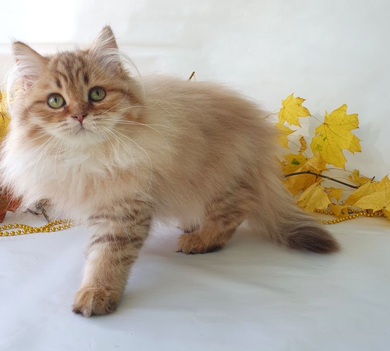 Киев британская кошечка длинношерстная, антидепресант в доме. Котята