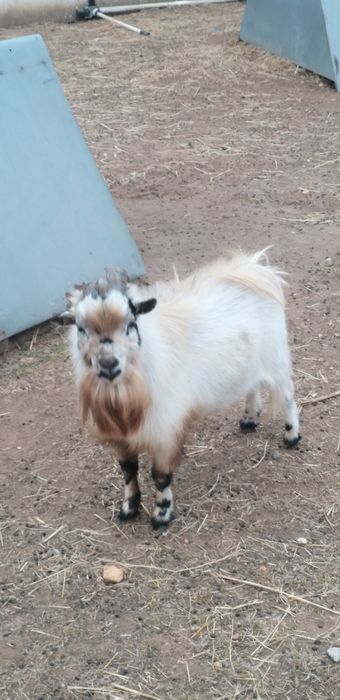 Cabrito  anão machos