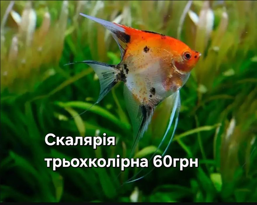 Рыбки в аквариум