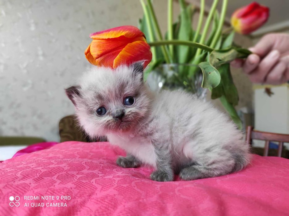 Котенок персидский гималайский