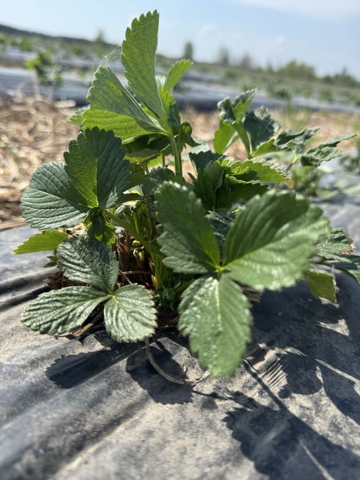 Саджанці полуниці