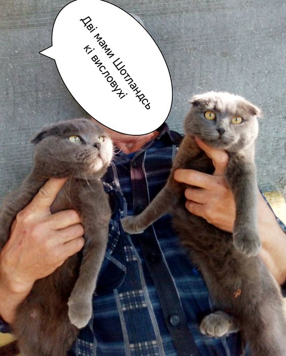 Плюшеві шотландські кошенята висловухі і прямовухі!!!Є кішка 5 міс