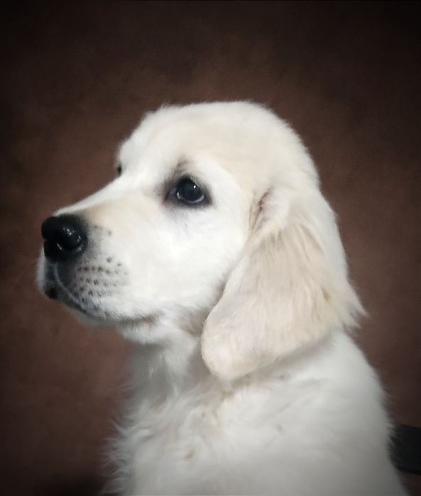 Pies golden retriever