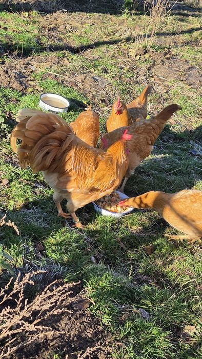 Włoszka żółta koguciki młode