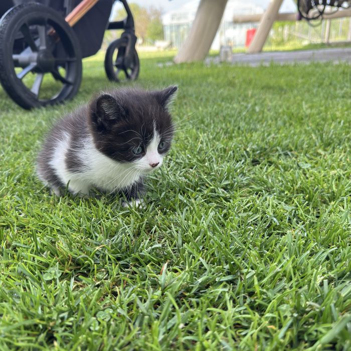 Продам котенятко 300 грн