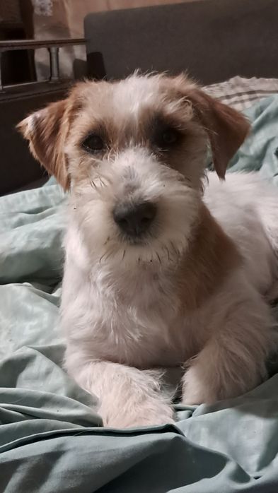 Jack Russel Terrier UKU-FCI