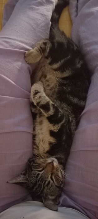 Dá-se gato jovem, não adulto