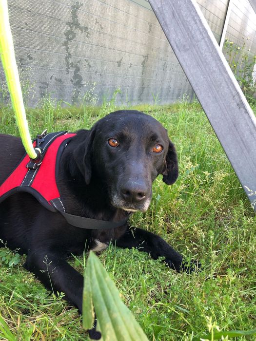 Nero - cão de porte grande