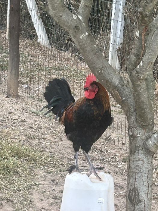 Galos.  de raça