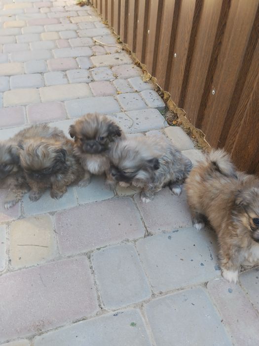 Продам цуцинят проди пікінес