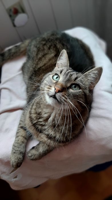 Кастрований молоденький котик в добрі ручки