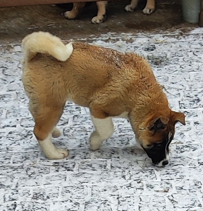 Симпатичні Американська акіта