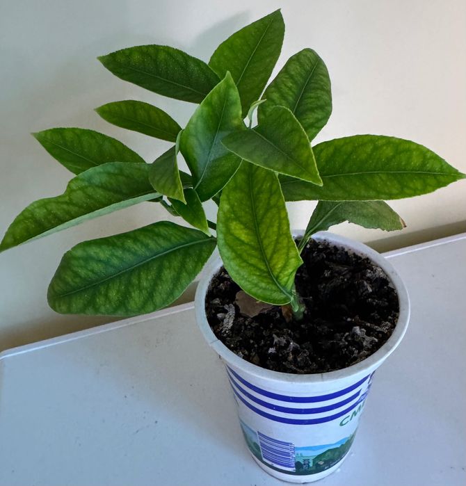 Кімнатний лимон , гранат, інжир