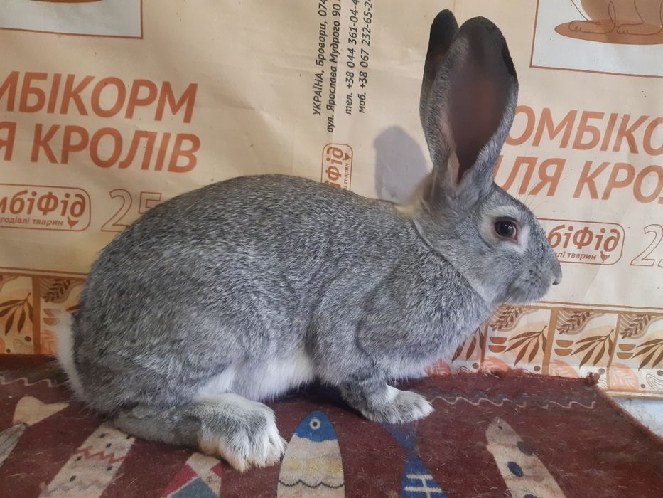 Самець Р.Шиншила