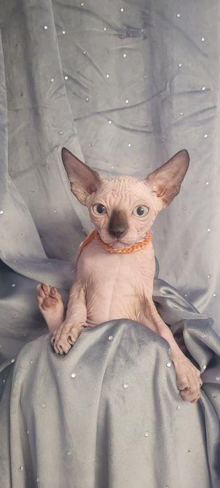 Sfinks* Piksel Black Kleo* chłopiec