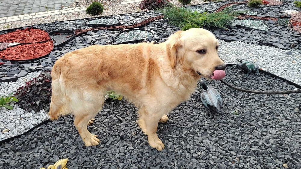 Golden retriever piesek po Championie Pakiet Badań DNA