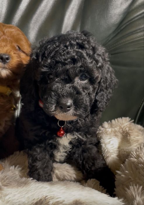 Cavapoo dostępna sunia czarna z białymi znaczeniami