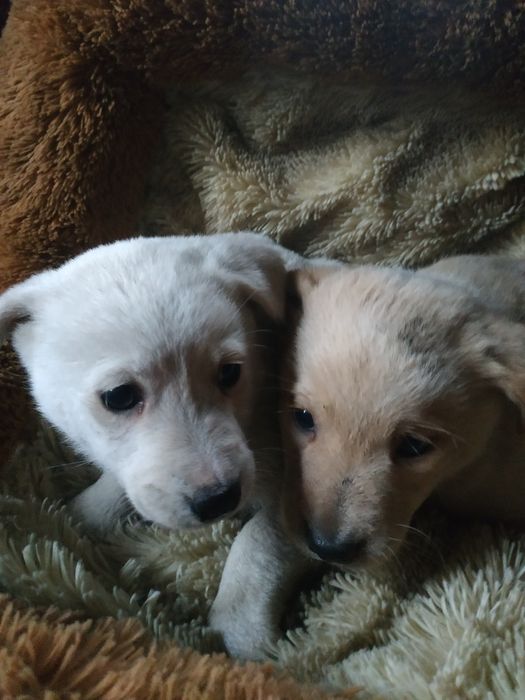 Продам милых щенков