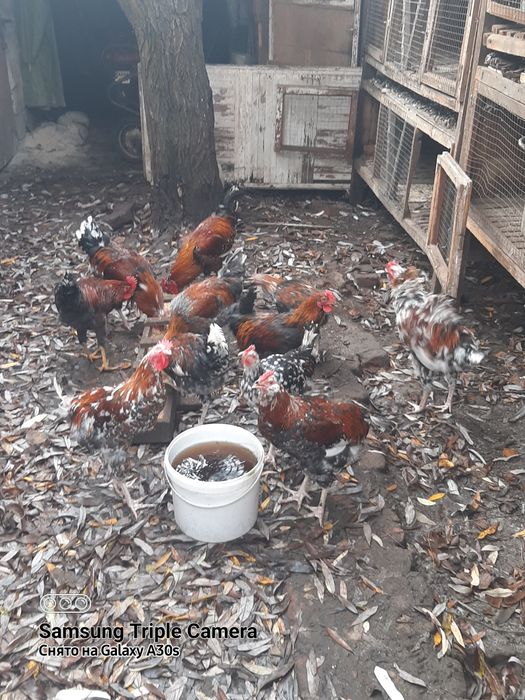 Молодые петушки породы ливенские ситцевые