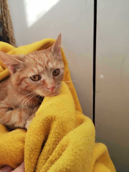 Cork śliczny rudzielec do adopcji