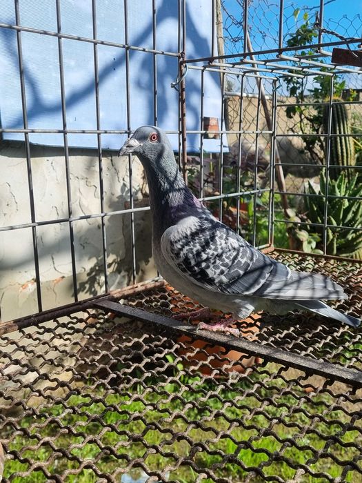 Pombos correios boa raca