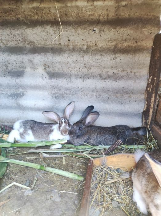 Продам кроликів,і свіжі тушки під замовлення