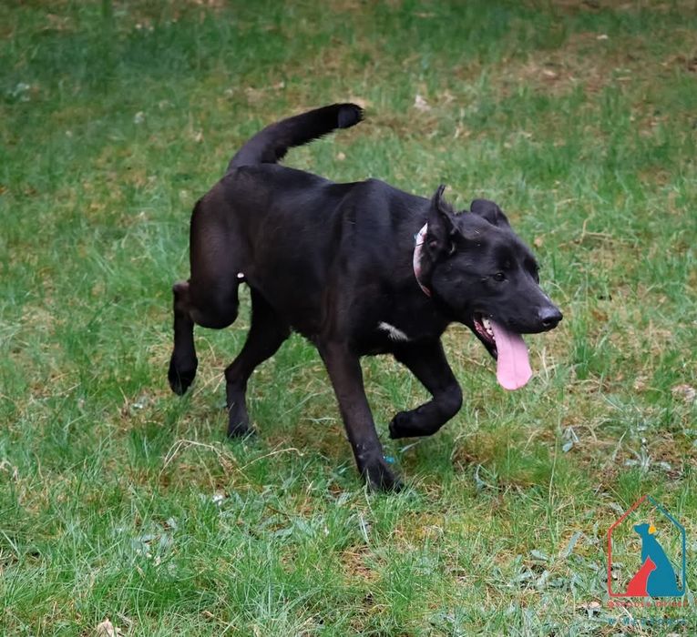 Sila 234/24 - SZUKA DOMU!