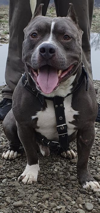 Американський буллі Хl голубого кольору вязка