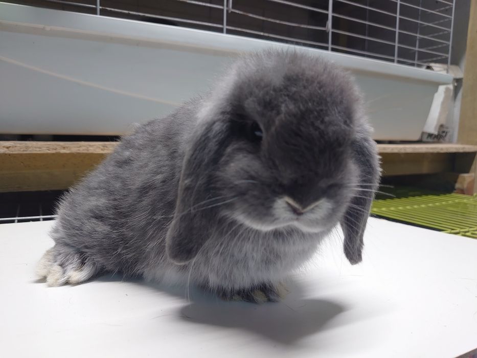 Króliki Mini -Lop  Blue Fox