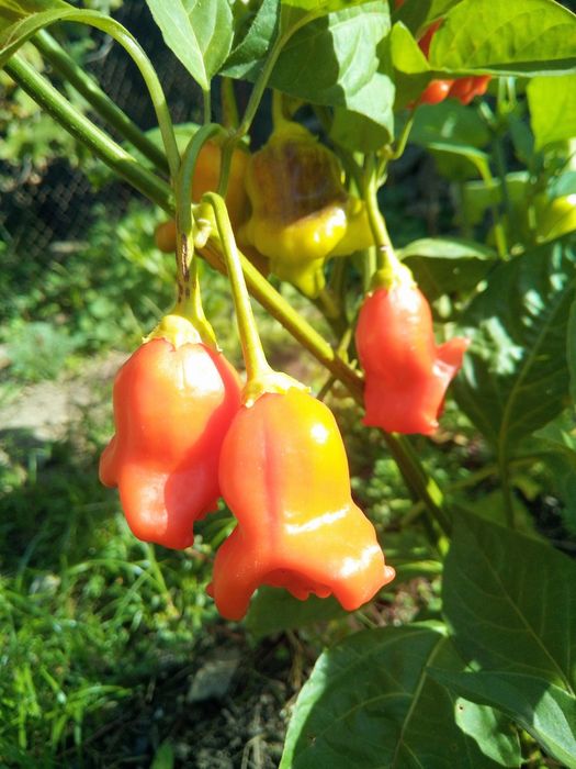 Sementes - malagueta Siniho - Bishops Crown