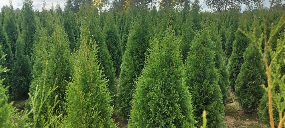 Tuja Szmaragd wysokość 180cm