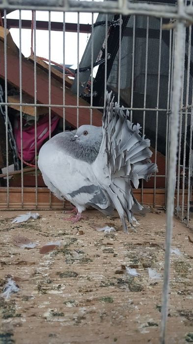 Gołąb Pawik srebrny samczyk