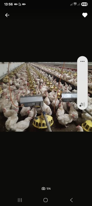 Linia paszowa dla drobiu Roxell 640 metrów