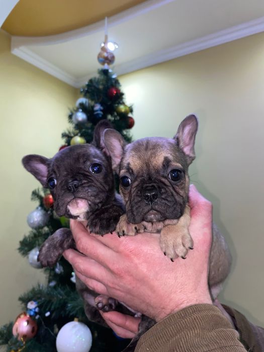 Французький бульдог