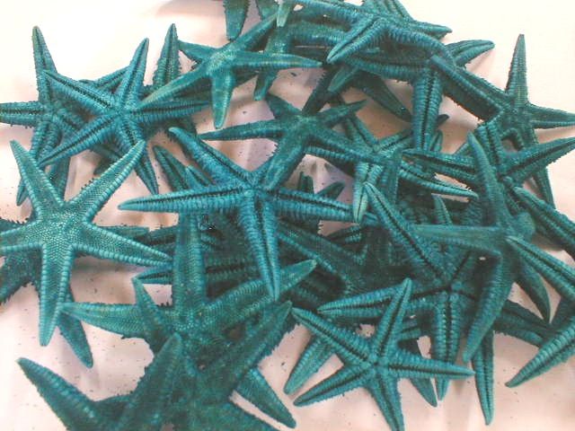 Estrela do mar conj.100 aprox.2-4cm