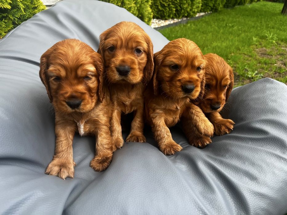 Suczka cocker spaniel angielski
