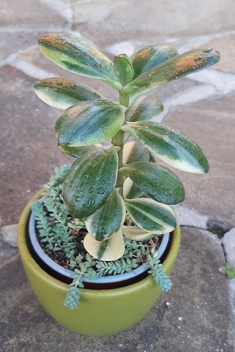 Красулы Лемон лайм, Альба, Солана.