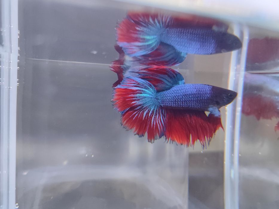 Bojownik wspaniały samiec