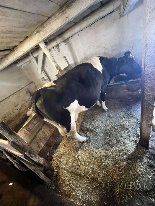 Продам молоду тільну корову