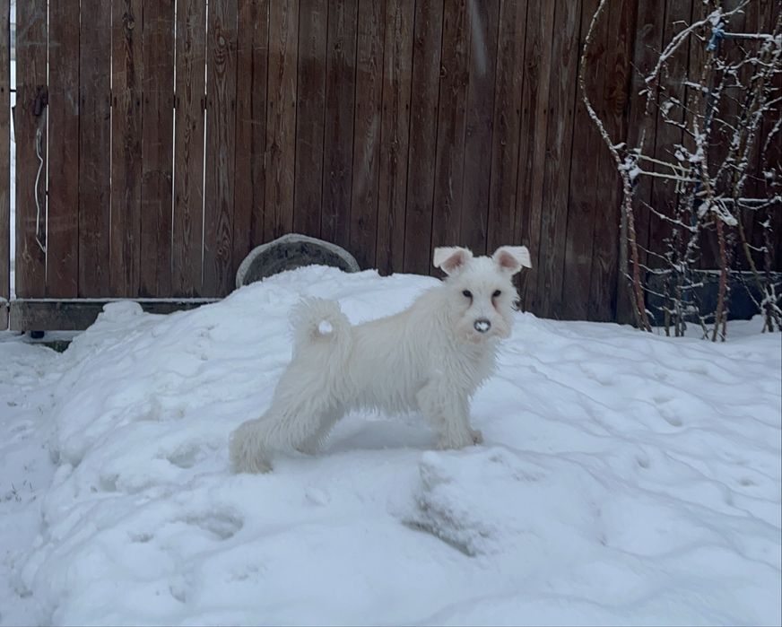 Цуценята білого цвергшнауцера