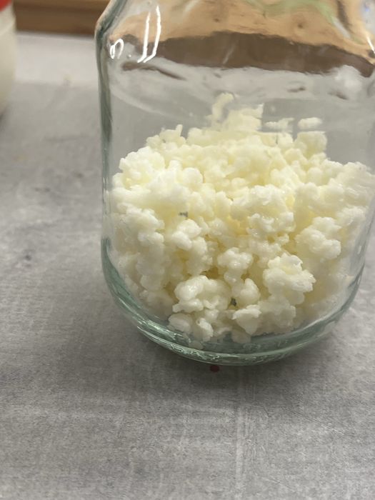 Grzybek kefirowy 30g