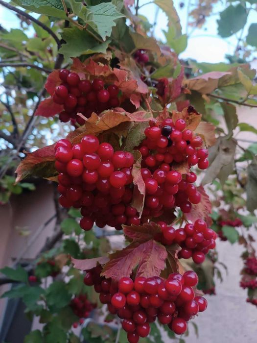 House by the address (area 80 m²) - Atlanta.ua - photo 6