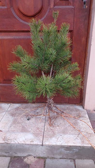 Саджанці сосни..