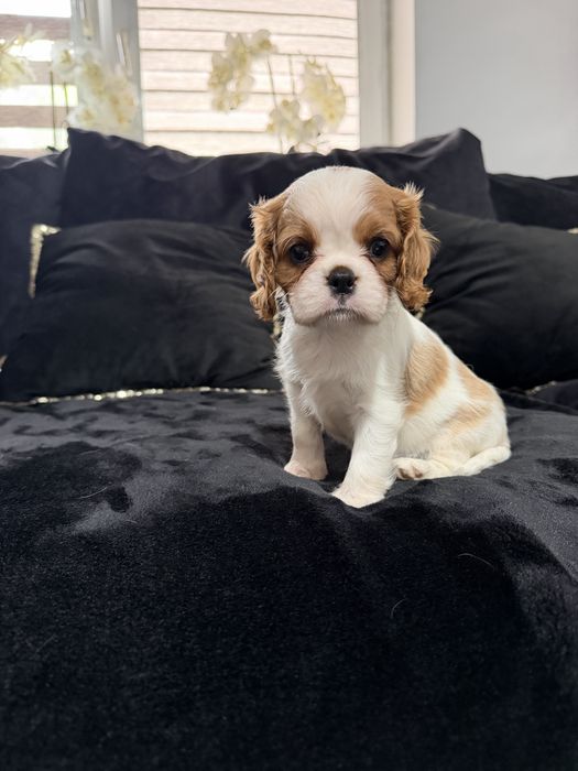 Cavalier King Charles spaniel
