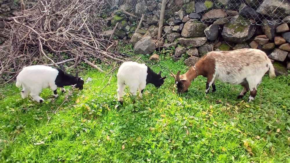 Cabras anãs muito meigas