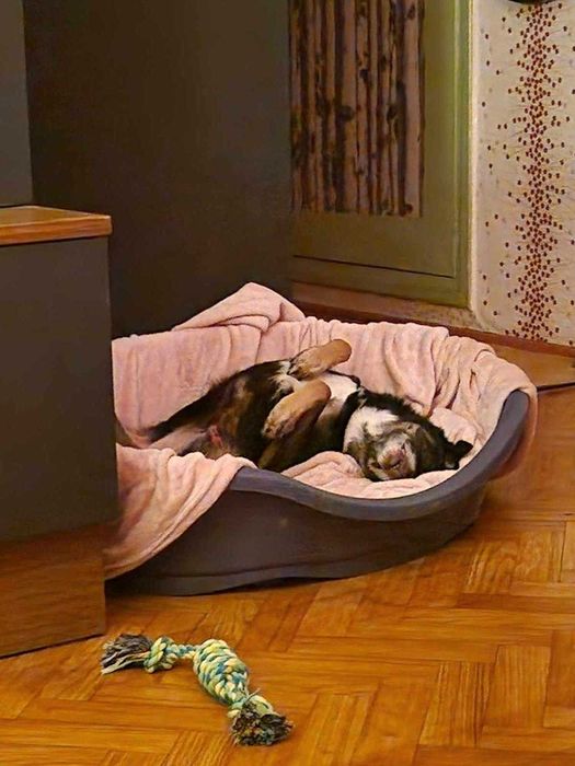 Jumper - psi senior szuka kochającego domu na jesień życia!