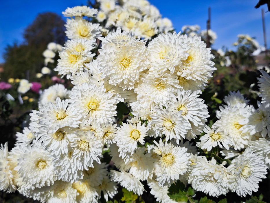 хризантеми корейські