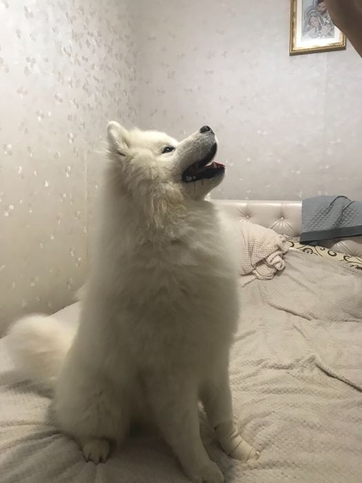 Вязка,молодий самоїд шукає самку
