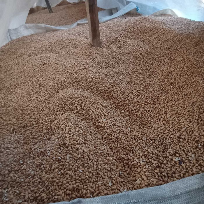 Pszenżyto siano w kostkach.